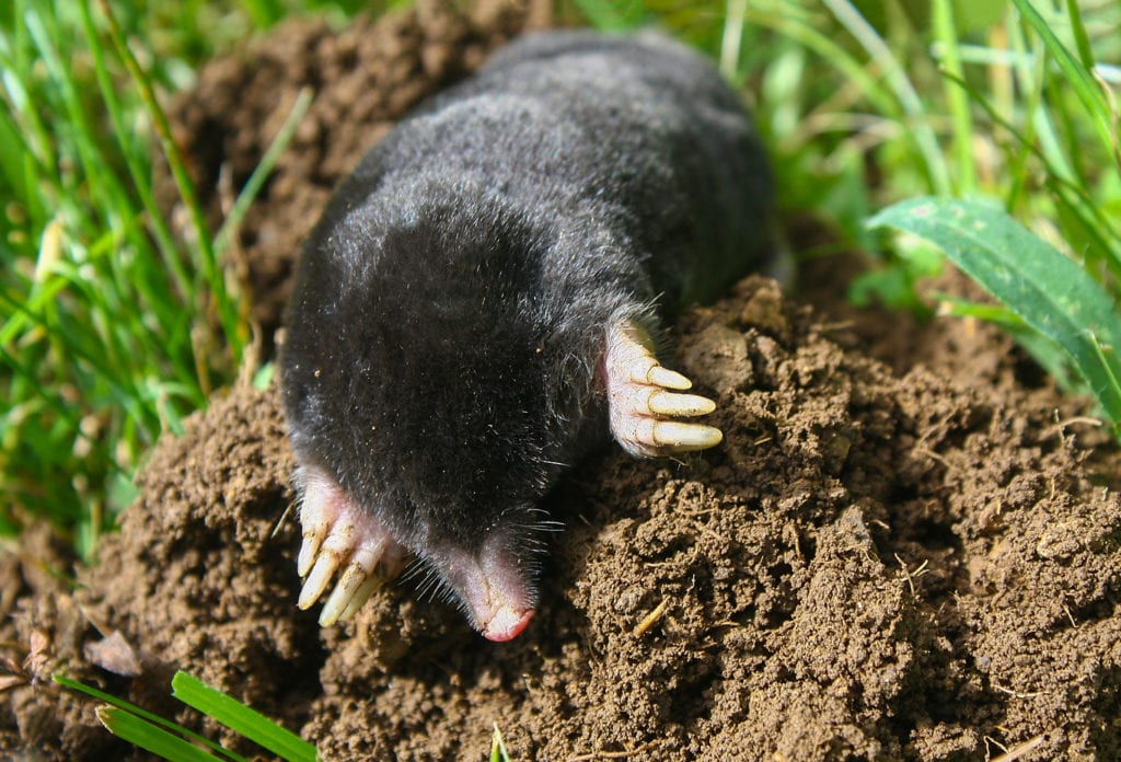 Mole in Yard Home pest control