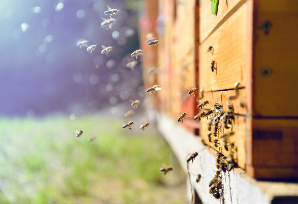 A swarm of bees try to enter wooden siding. Learn more about all natural bee control.