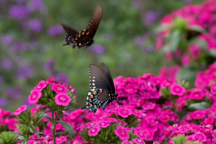 Black Swallowtail Butterflies in the Colorful Garden