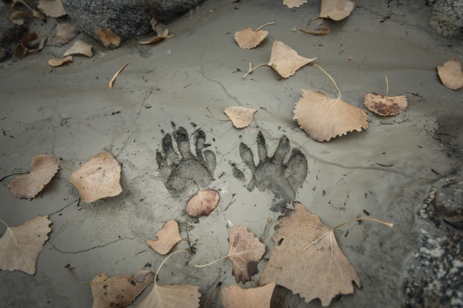 How to Get Rid of Raccoons, Step by Step MYMOVE