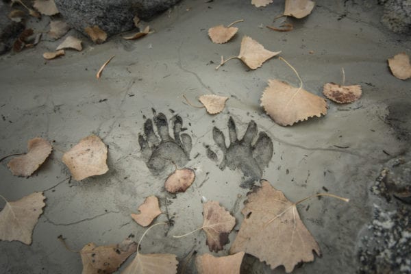 Raccoon footprints in the clay.