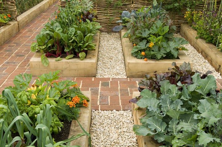 Raised beds in backyard garden