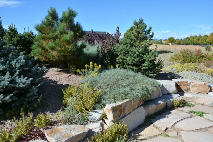 Xeriscaping backyard