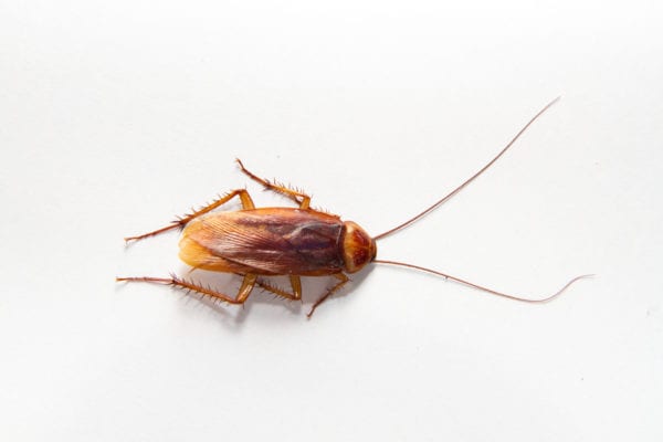 Close-Up Of Cockroach