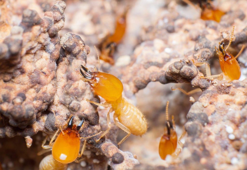 Close Up Of Termites