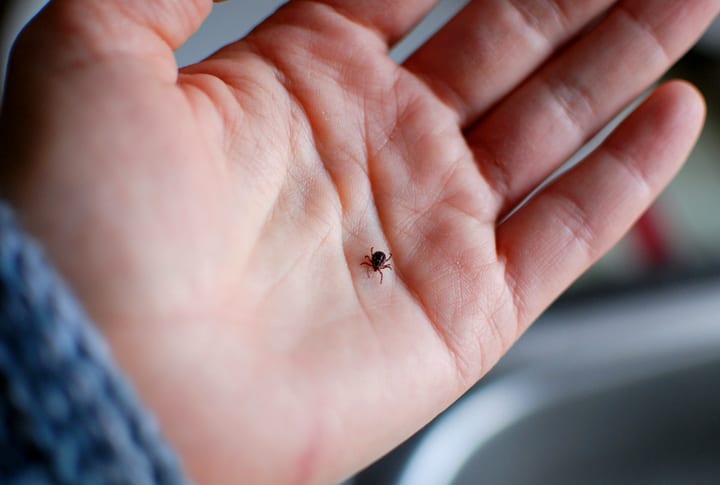 Close-Up Of Hand With Tick