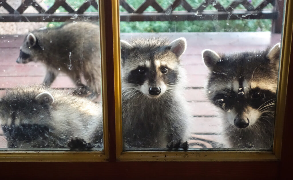 Raccoons waiting outside of door of home