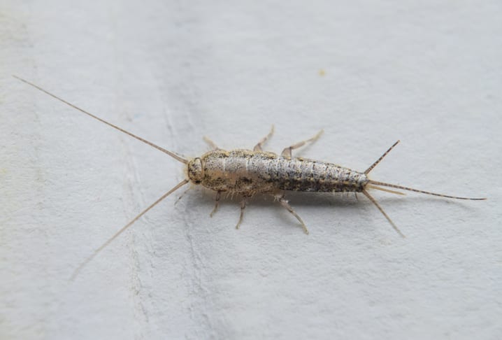 Silverfish on paper