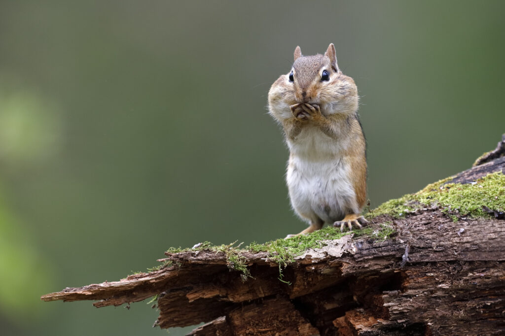 Eastern Chipmunk with its cheek pouches full of food
