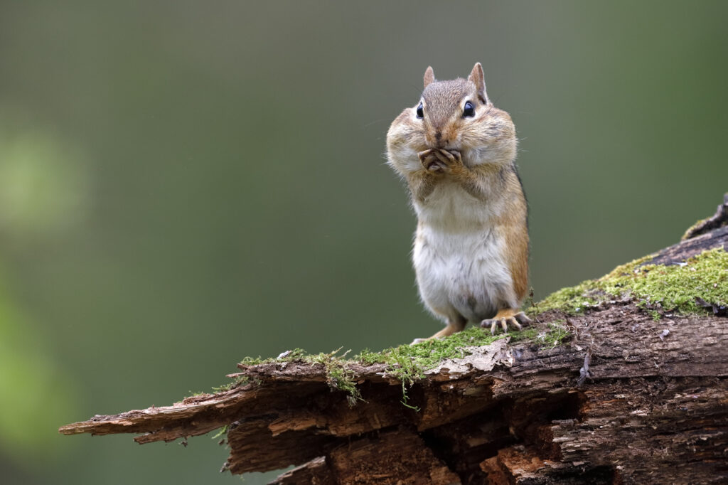 How to Get Rid of Chipmunks Using Traps or Repellants