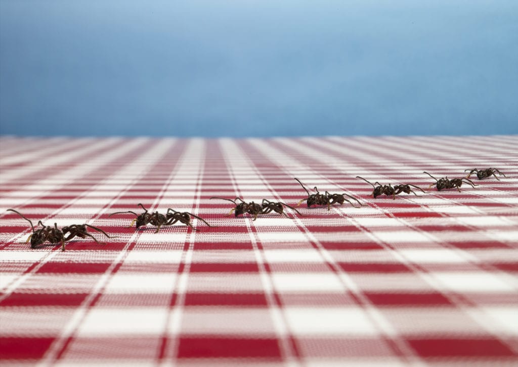 Row of ants on tablecloth