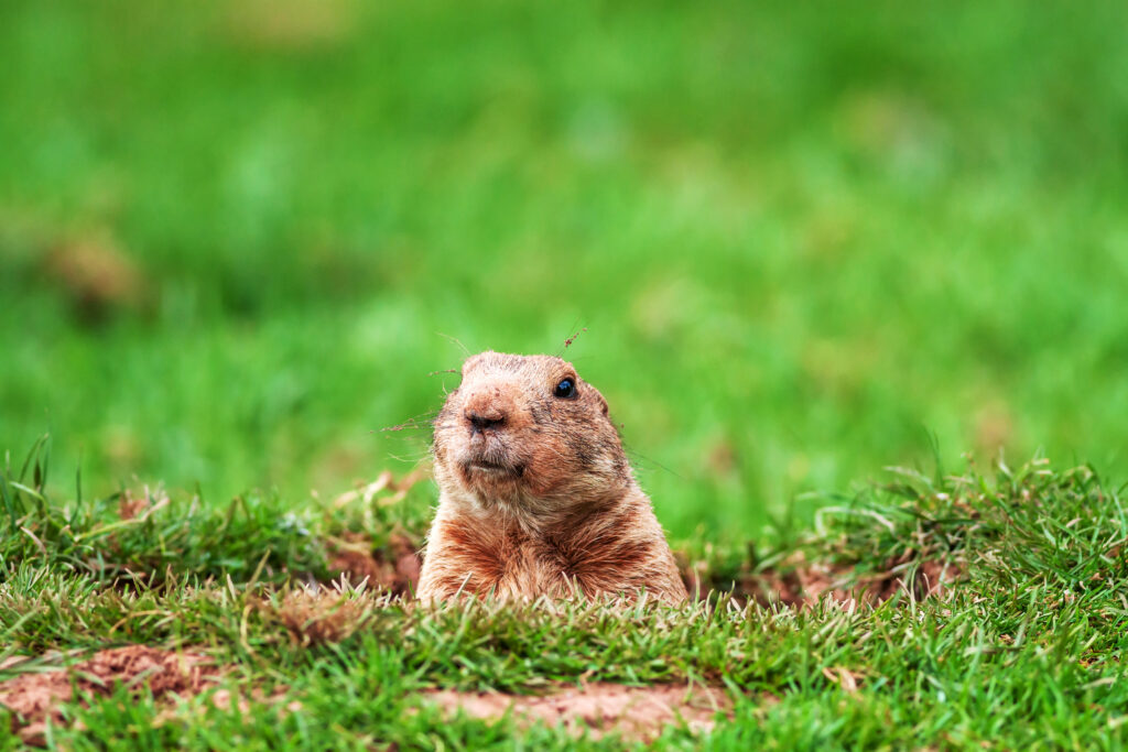 How to Get Rid of Gophers