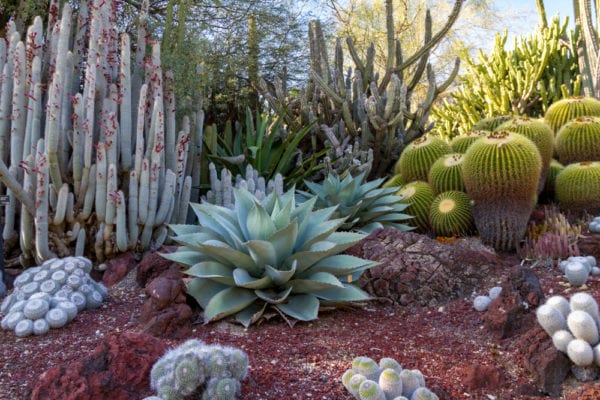 Desert cactus garaden