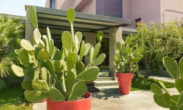 Cactus in front of modern style house