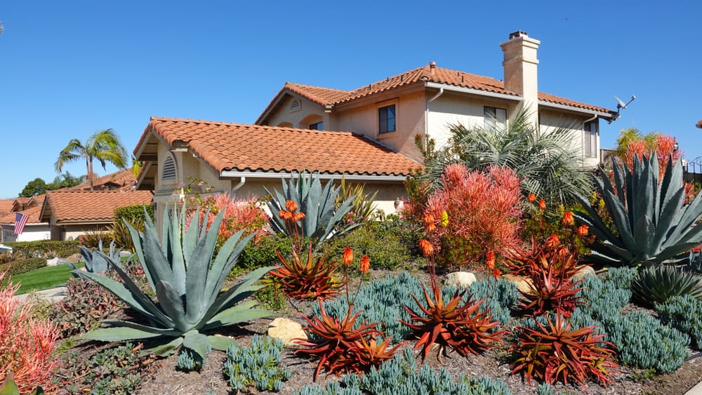 Desert landscaping