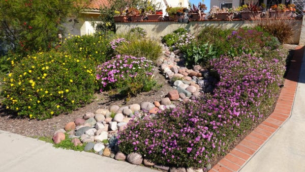 Drought tolerant landscaping in Southern California