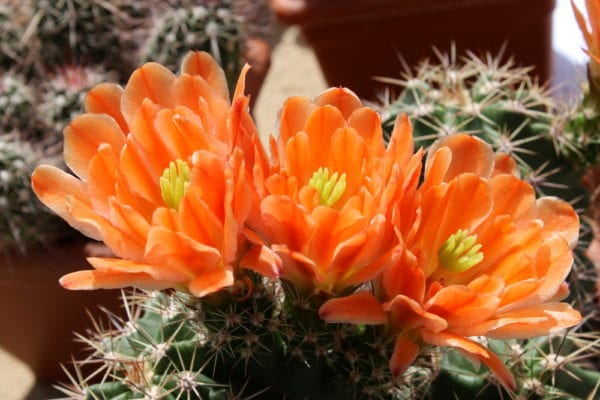 Cactus flowers