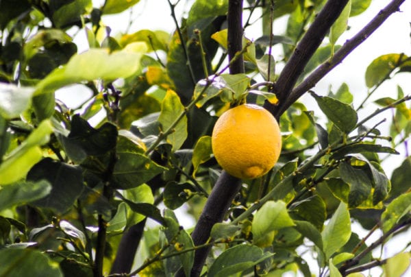 Lemon tree in Arizona