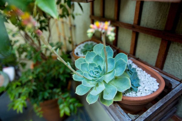 miniature zen garden