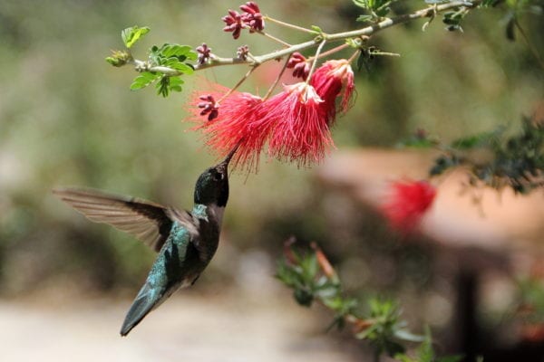 Hummingbird in Arizona