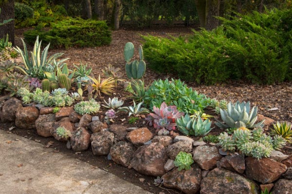 Succulent garden