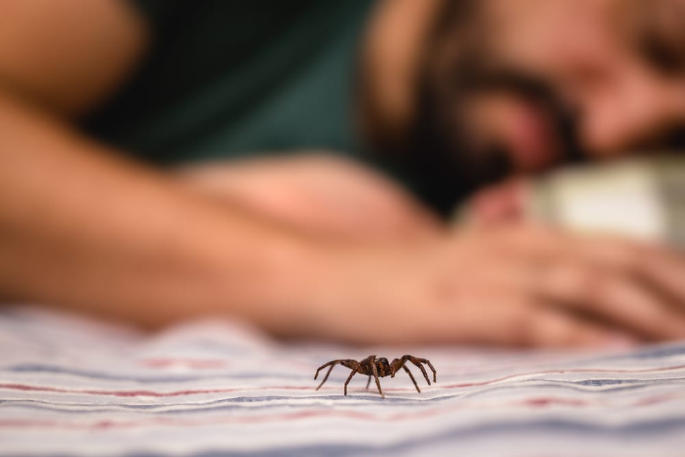 spider on bed