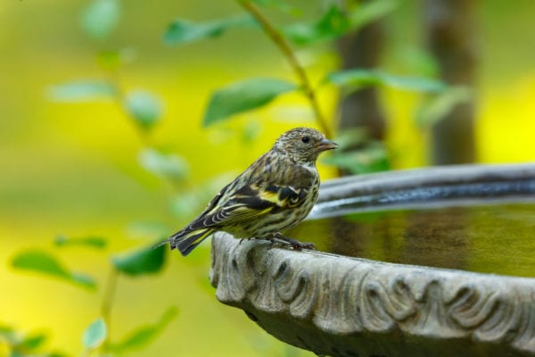 Bird perched on edge of birdbath close up