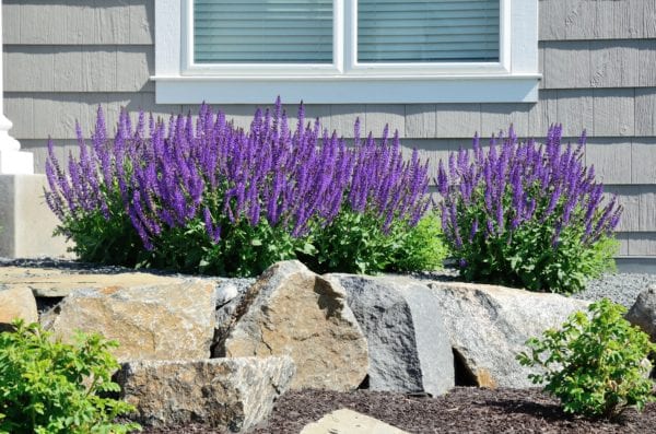Salvia Flowers and Rock Retaining Wall at a Residential Home 