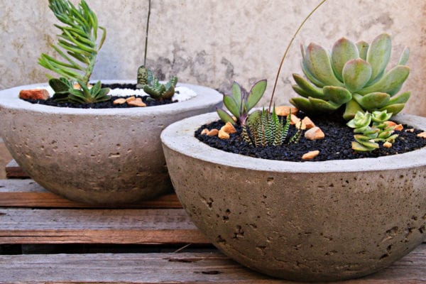 Succulents in cement planter