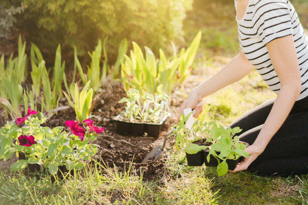 Woman planting garden for diy landscape project