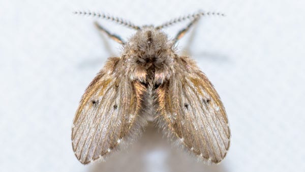 Tiny drain fly