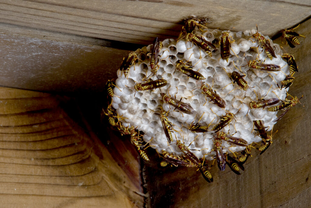 How to Get Rid of Yellow Jackets in 5 Easy Steps | MYMOVE
