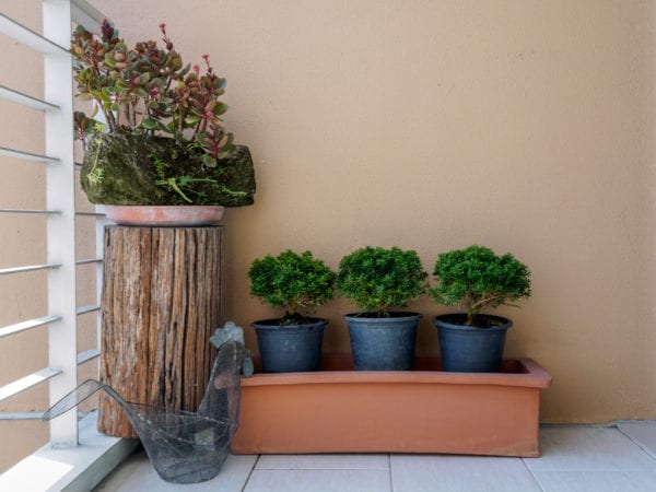 Succulent in rock flowerbed built on modern small roof garden