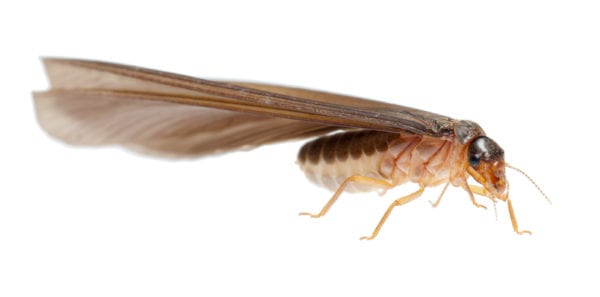 closeup of termite with wings