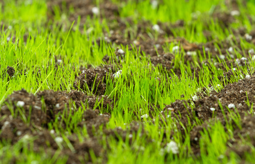 Closeup of young fresh green grass in the soil
