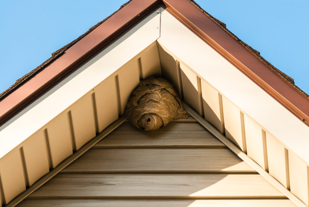 Wasp nest attached to roof of house