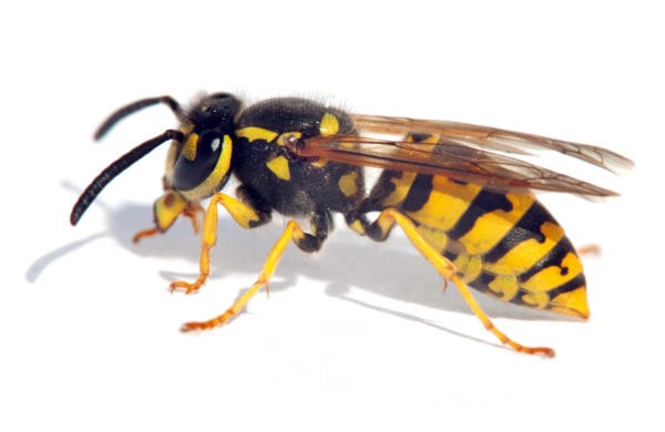 Up close photo of a wasp