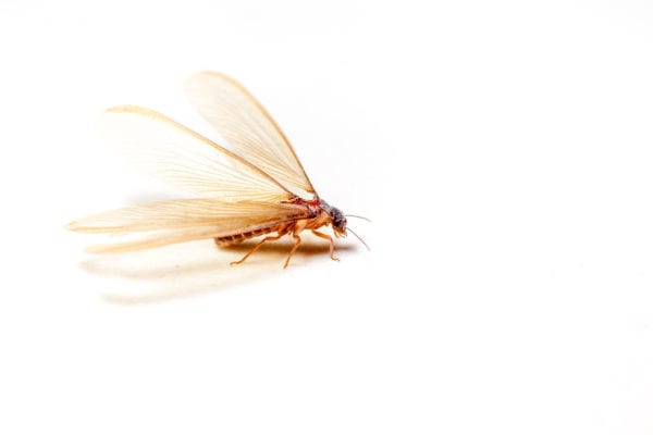 Close up photo of termite with wings