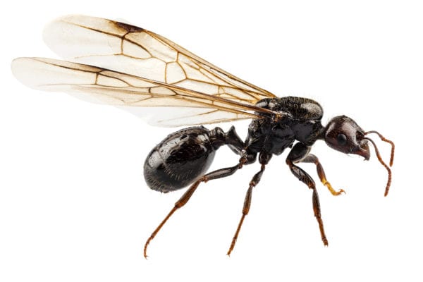 black ant with wings, species niger lasius