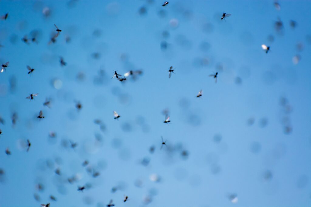 A swarm of flying ants in the field with blue sky in the background