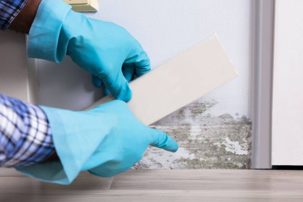 Close-up Of A Person Hand Wearing Gloves Checking Moldy Wall At Home