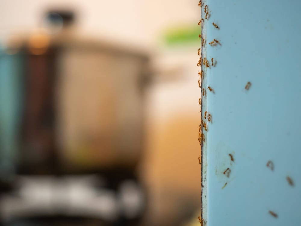 Ants crawling on a blue kitchen wall