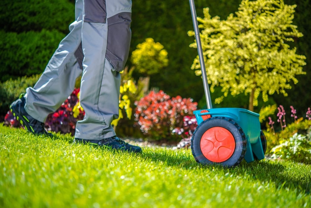 Man reseeds his lawn during the spring