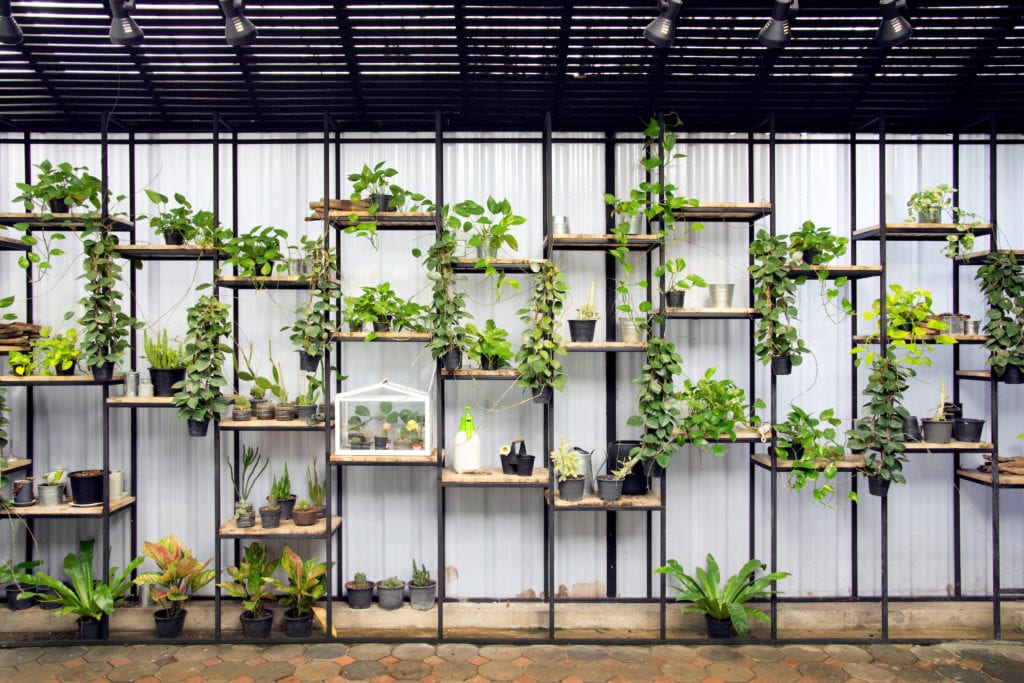 Wall Plant Design Ideas toronto 2022
