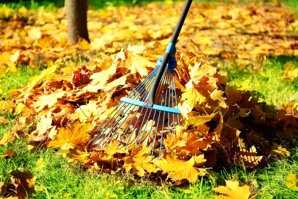 Autumn Yard Tips