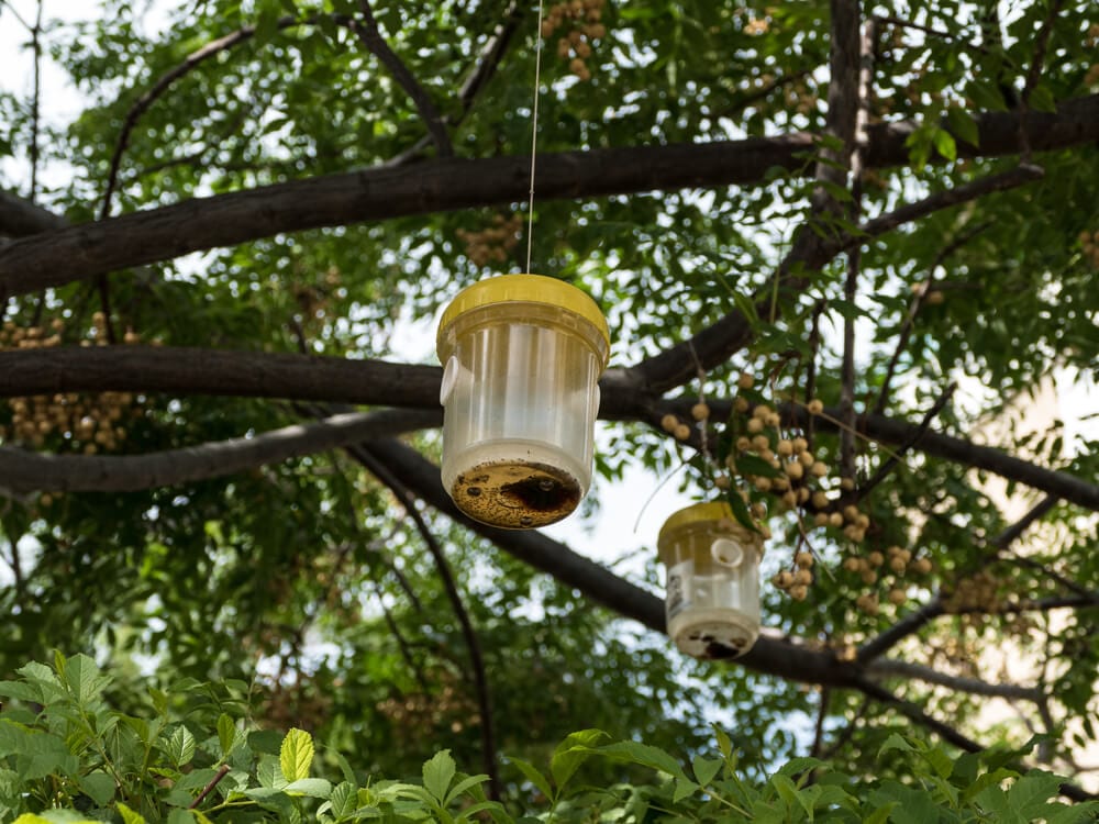 Organic Pest Control Bug Trap Outdoors