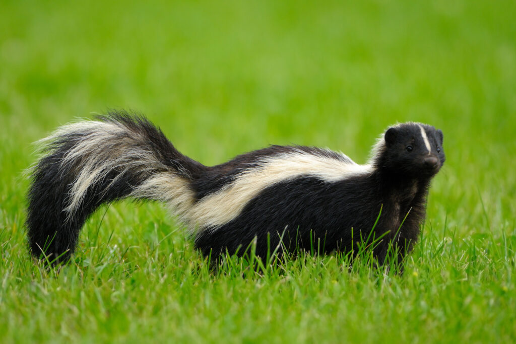 How to Get Rid of Skunks, Step by Step | MYMOVE