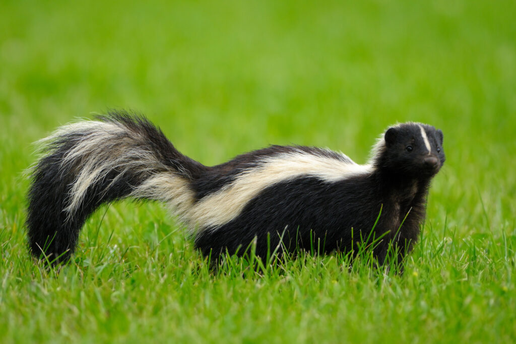 Portrait of skunk in grass