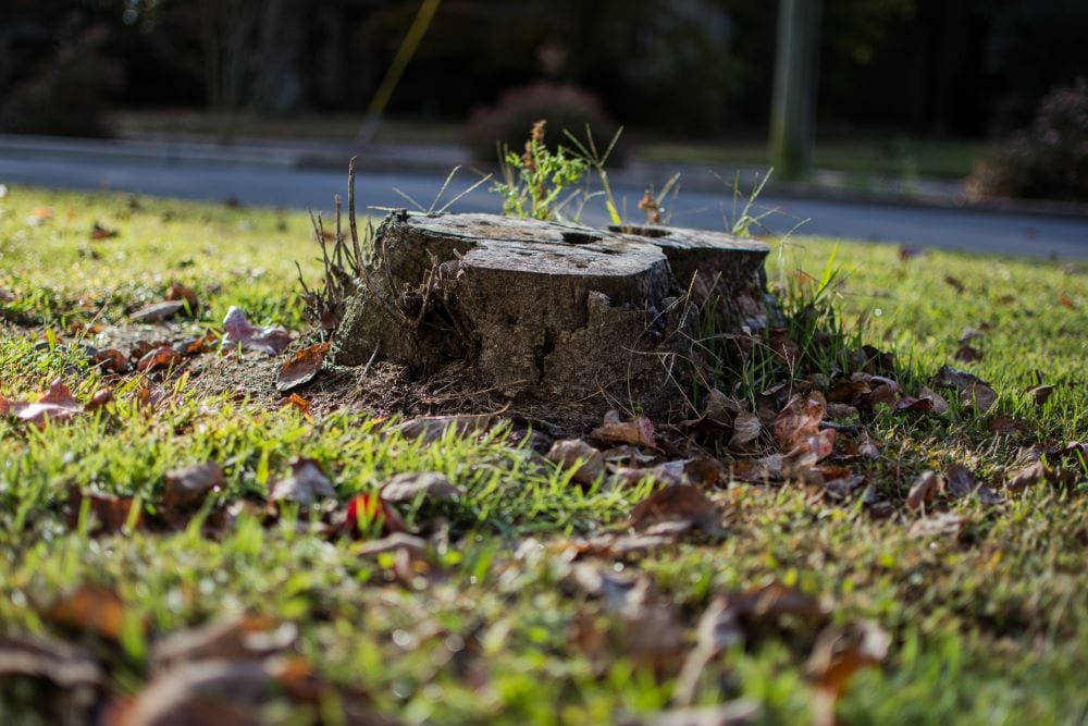 Lone tree stump in yard