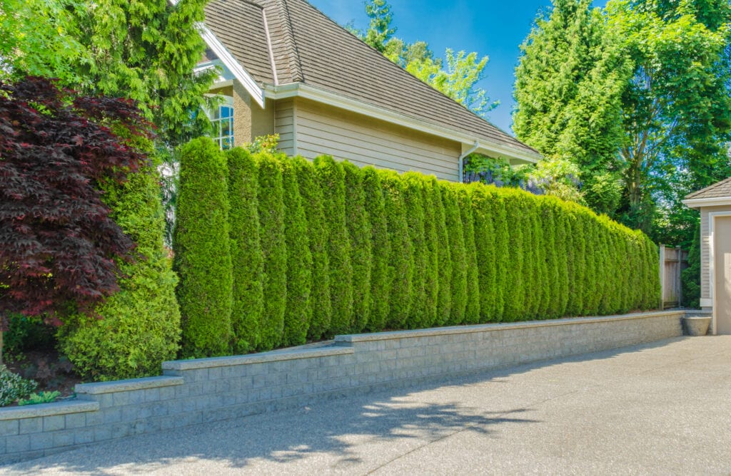 trees for privacy 